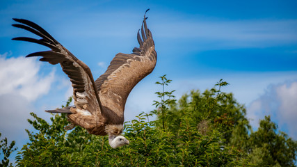 Vulture