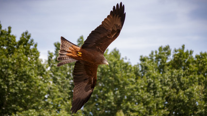 Kite spreading the wings
