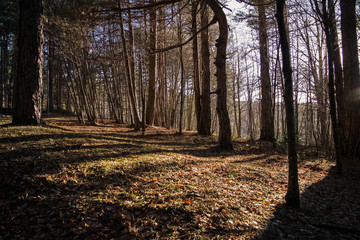 Fototapeta premium Nature, forest, autumn, Gambarie D'Aspromonte, Italy 29 December 2017