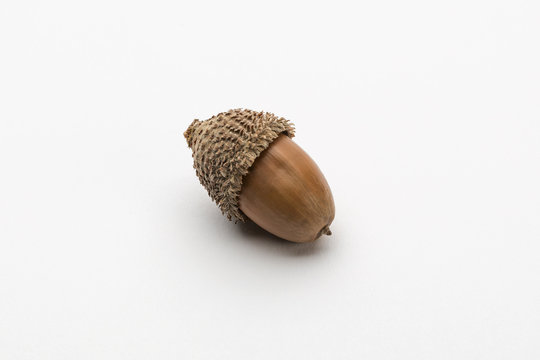 Bellota en oto&ntilde;o