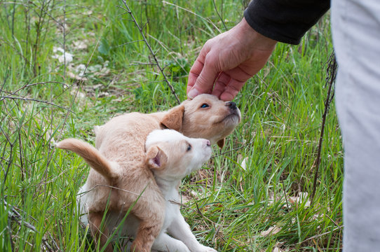 cuccioli di cane trovati abbandonati un bosco in una scatola di cartone  accarezzati dalla mano di un uomo