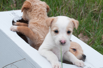 cuccioli di cane trovati abbandonati un bosco in una scatola di cartone 