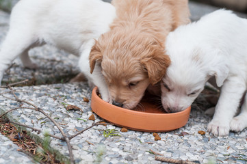 cuccioli di cane trovati abbandonati un bosco in una scatola di cartone, bevono da un sottovaso di terracotta 