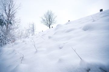 Snow-covered forest on a winter day