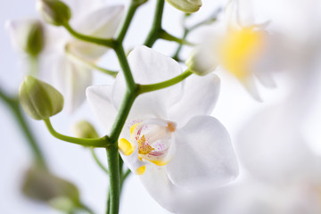 close up on orchid flower