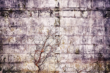 Old concrete grunge wall with dried plants, vintage color toned abstract background or texture.