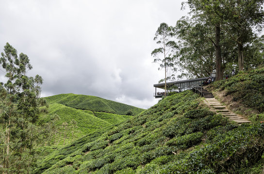 Sungai Palas BOH Tea House, one of the most visited tea house by tourists in Cameron Highland, Malaysia