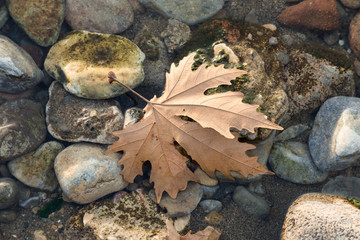 a fall leaf on rocks on the shore of Lake Iznik, Iznik, Turkey at sunset