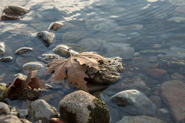 a fall leaf on rocks on the shore of Lake Iznik, Iznik, Turkey at sunset