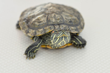 Red-nosed Turtle closeup