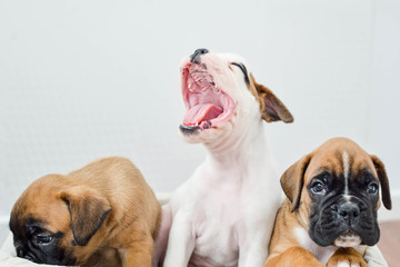 White and Brown German Boxer Puppies