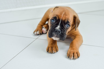 Brown German Boxer Puppy