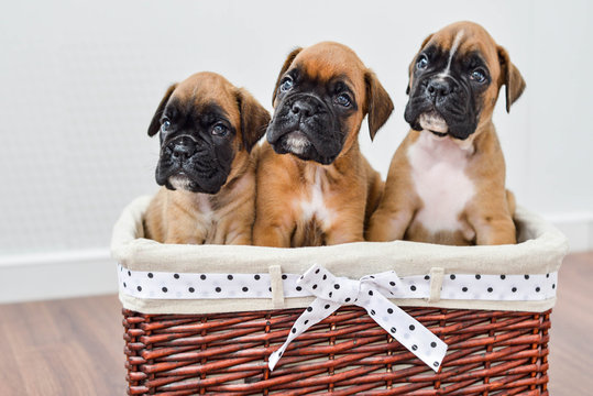 Three Brown German Boxer Puppies in basket