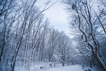 Snow-covered forest on a winter day