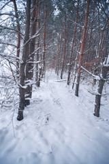 Snow-covered forest on a winter day