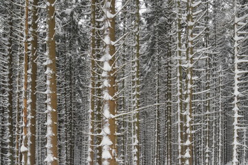 Fototapeta premium Winterwald im Harz, Deutschland