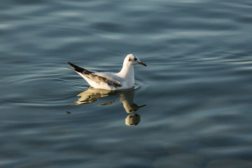 a single Forster's tern bobbing on the rippled waters of Lake Iznik, Iznik, Turkey at sunset