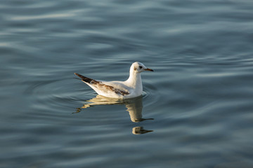 a single Forster's tern bobbing on the rippled waters of Lake Iznik, Iznik, Turkey at sunset