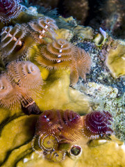 Spirobranchus giganteus, Christmas tree worms
