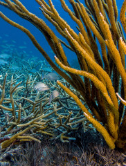 Caribbean coral reef