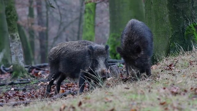 Wildschwein kratzt sich am Baumstumpf, Schwarzwild, Dezember, (Sus scrofa)