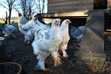 Gruppe Hühner vor dem Stall