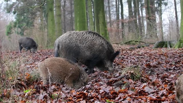 Wildschweine auf Futtersuche im Wald, Schwarzwild, Dezember, (Sus scrofa)