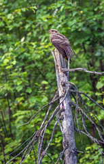Nightjar sitting on a dry tree