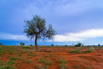 Fototapeta na wymiar A lone Hakea tree during twilight hour in the Pilbara region of North Western Australia, near the mining towns of Marble Bar and Port Hedland.