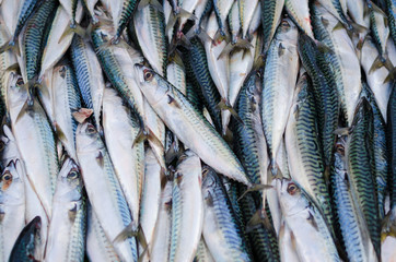 Obraz premium Sea fish mackerel pile in tank in market