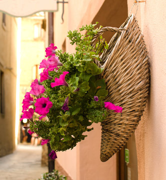 Flowers in the wicker hanging on the wall in Pienza