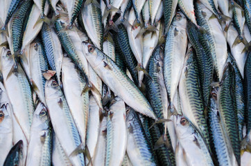 Obraz premium Sea fish mackerel pile in tank in market