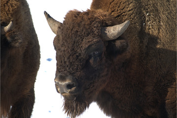 Männlicher Wisent