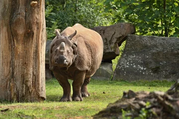 Photo sur Plexiglas Rhinocéros Indian rhinoceros in the beautiful nature looking habitat. One horned rhino. Endangered species. The biggest kind of rhinoceros on the earth.