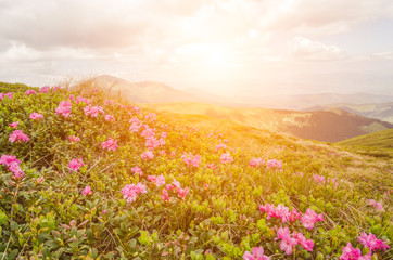 Colorful summer sunrise with fields of blooming rhododendron flowers. Amazing outdoors scene in the Carpathian mountains, Ukraine, Europe. Beauty of nature concept background.