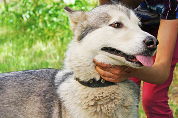 Husk dog. Husky. Dog on the background of grass. The dog is close-up.
