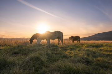 Naklejka na ściany i meble Icelandic horses grazing at sunset 