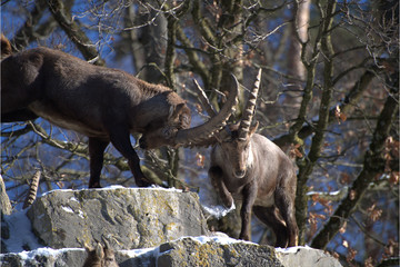 Männliche Steinböcke