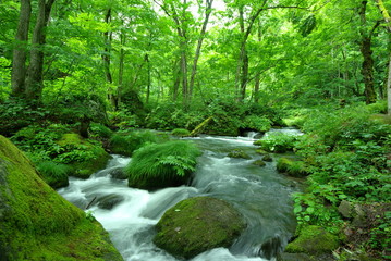 奥入瀬　初夏　緑　川　癒し　森　山　日本　風景
