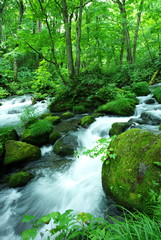 奥入瀬　初夏　緑　川　癒し　森　山　日本　風景