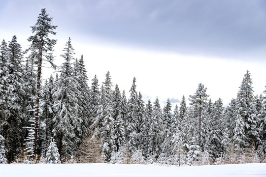 Winterwald, Nadelbäume im Tiefschnee