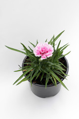 Carnation. Carnation flower with green leafs on white background