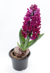 Purple Hyacinth. Spring flowers hyacinth on white background 
