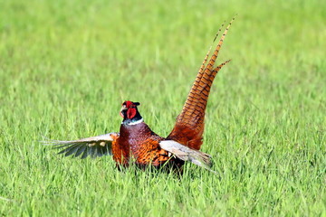 Fototapeta premium Landscape with wild pheasant (Phasianus colchicus) on a grassland in Ukraine, 2017.