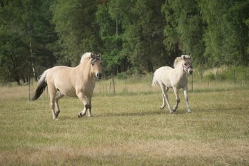 Obraz premium Fjoarding fole running on summer field
