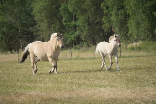Fjoarding fole running on summer field