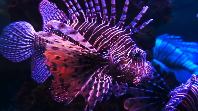 Lion fish in aquarium or oceanarium with dark background.