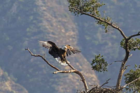 Eagle at tree top perch and nest in the Los Angeles foothills