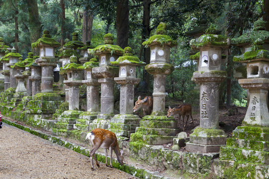 Fototapeta Stone lanterns and deers in Nara, Japan