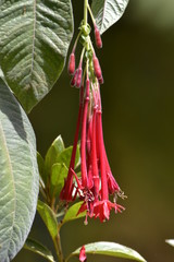 Beautiful wild red flower from Madeira island 